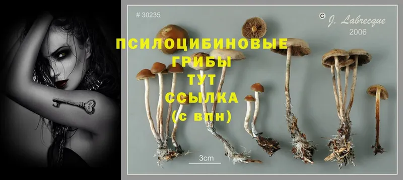 Галлюциногенные грибы Magic Shrooms  Баксан 